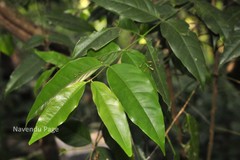 Octotropis travancorica